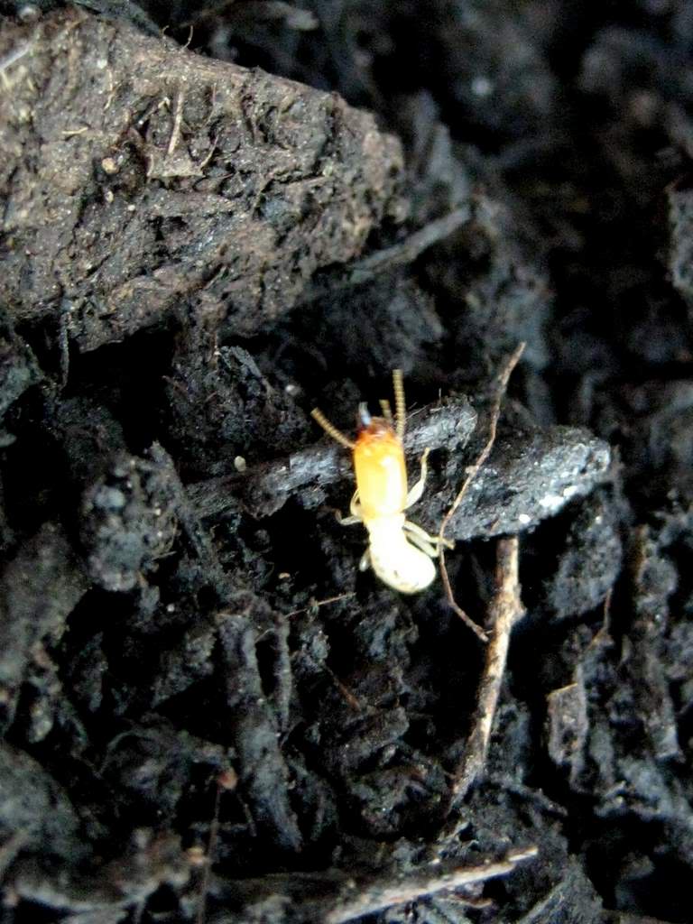 It's Not Work, It's Gardening! Termites! (don't panic)